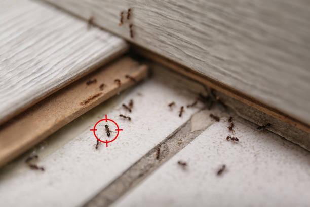 Best Pest Inspection Near Me  in Mount Jackson, VA