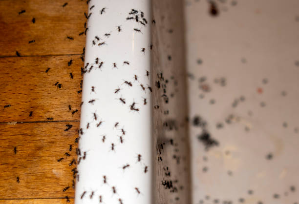 Best Wildlife Control Services  in Mount Jackson, VA