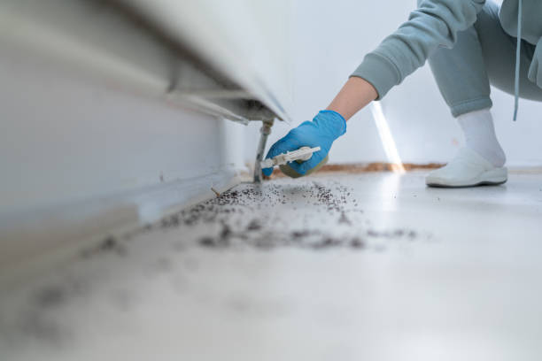 Best Ant Control Services  in Mount Jackson, VA